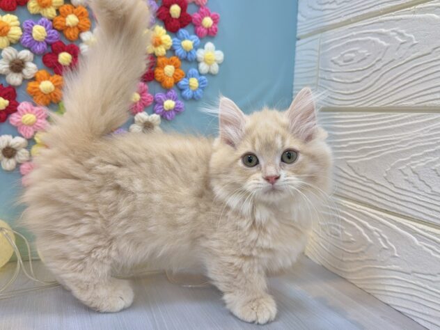 兵庫県のミヌエット (ワンキャラット アミーゴ姫路飾磨店/2025年11月8日生まれ/女の子/クリームタビー)の子猫の3枚目の画像