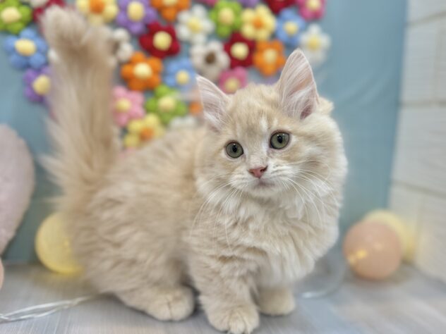 兵庫県のミヌエット (ワンキャラット アミーゴ姫路飾磨店/2025年11月8日生まれ/女の子/クリームタビー)の子猫の2枚目の画像