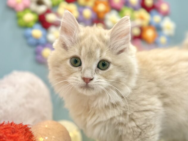 兵庫県のミヌエット (ワンキャラット アミーゴ姫路飾磨店/2025年11月8日生まれ/女の子/クリームタビー)の子猫の1枚目の画像