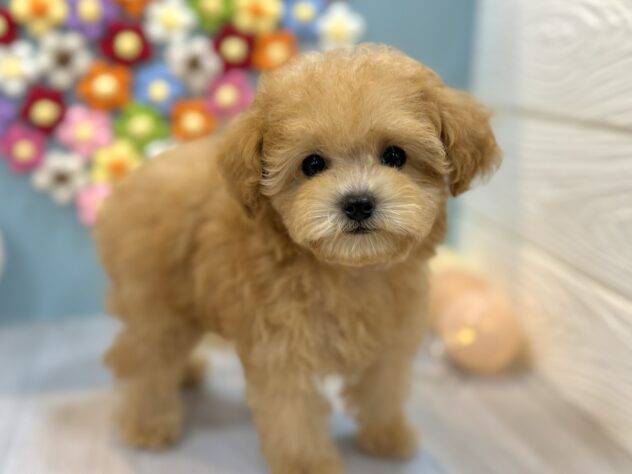 兵庫県のトイプードル(トイ) (ワンキャラット アミーゴ姫路飾磨店/2025年11月26日生まれ/女の子/オレンジフォーン)の子犬の2枚目の画像