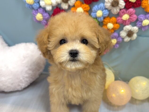 兵庫県のトイプードル(トイ) (ワンキャラット アミーゴ姫路飾磨店/2025年11月26日生まれ/女の子/オレンジフォーン)の子犬の1枚目の画像