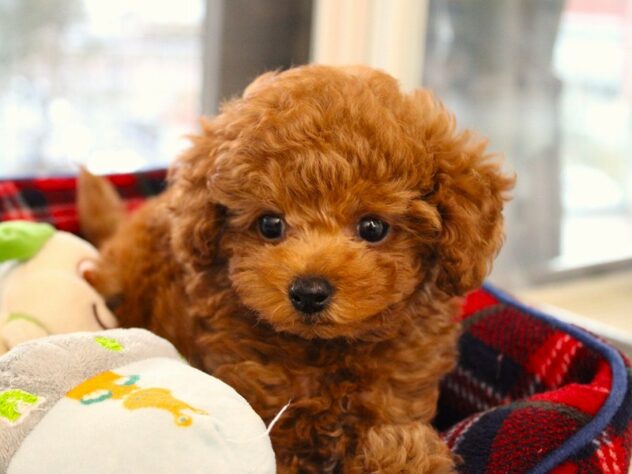 兵庫県のトイプードル(トイ) (ペット・プラザ アミーゴ神戸灘店/2025年11月3日生まれ/男の子/レッドフォーン)の子犬の3枚目の画像