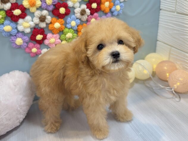 兵庫県のトイプードル(トイ) (ワンキャラット アミーゴ姫路飾磨店/2025年11月26日生まれ/女の子/オレンジフォーン)の子犬の3枚目の画像