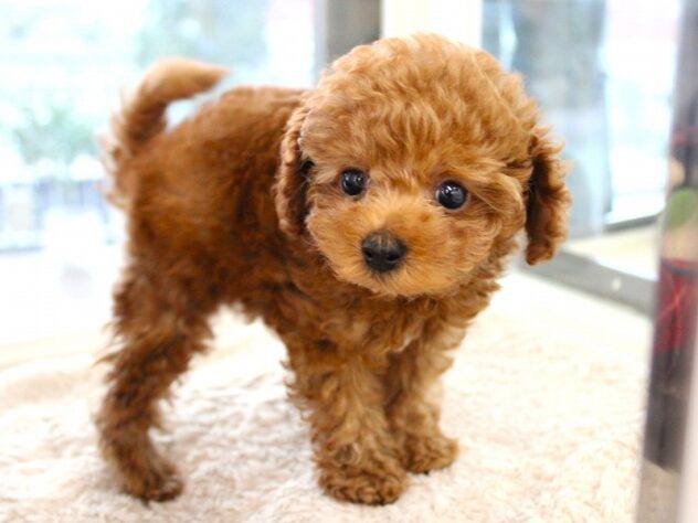 兵庫県のトイプードル(トイ) (ペット・プラザ アミーゴ神戸灘店/2025年11月3日生まれ/男の子/レッドフォーン)の子犬の4枚目の画像