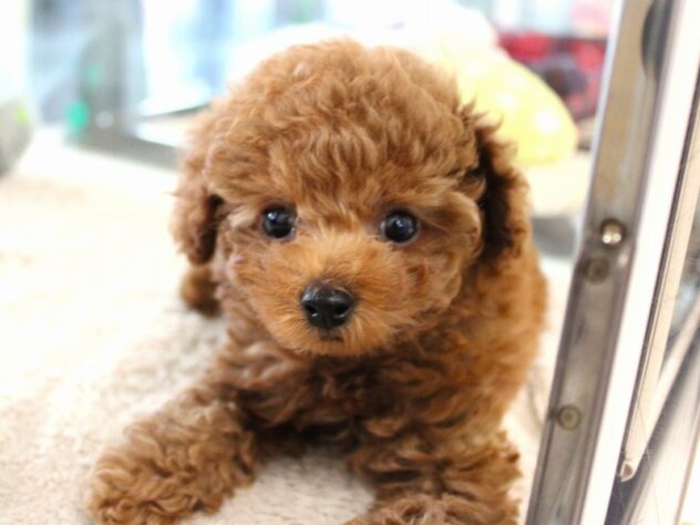 兵庫県のトイプードル(トイ) (ペット・プラザ アミーゴ神戸灘店/2025年11月3日生まれ/男の子/レッドフォーン)の子犬の2枚目の画像