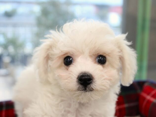 兵庫県のビションフリーゼ (ペット・プラザ アミーゴ神戸灘店/2025年10月31日生まれ/女の子/ホワイト)の子犬の1枚目の画像