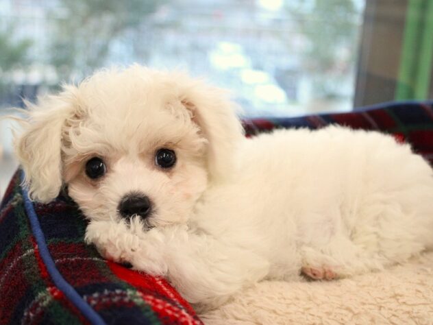 兵庫県のビションフリーゼ (ペット・プラザ アミーゴ神戸灘店/2025年10月31日生まれ/女の子/ホワイト)の子犬の3枚目の画像