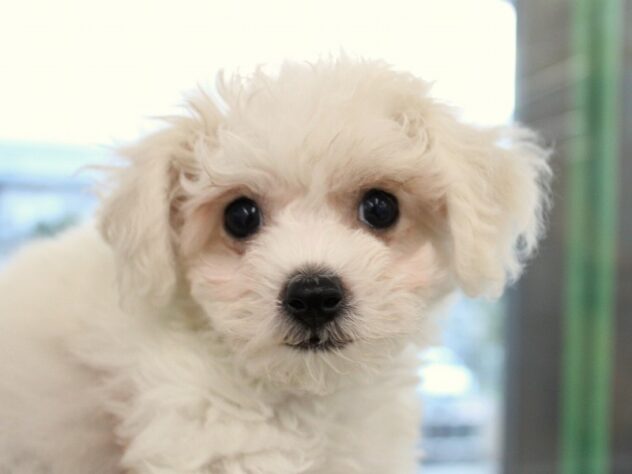 兵庫県のビションフリーゼ (ペット・プラザ アミーゴ神戸灘店/2025年10月31日生まれ/女の子/ホワイト)の子犬の2枚目の画像