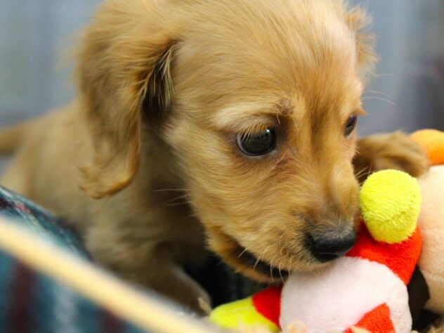 兵庫県のミニチュアダックスフンド(ロング) (ペット・プラザ アミーゴ神戸灘店/2025年10月29日生まれ/男の子/ゴールド)の子犬の3枚目の画像