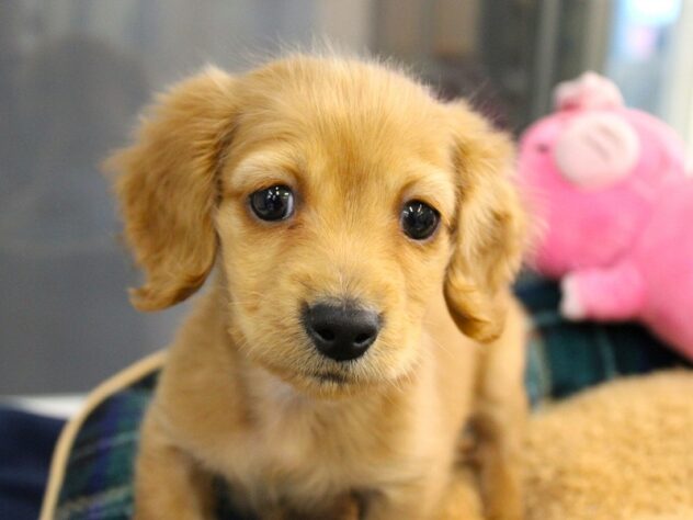 兵庫県のミニチュアダックスフンド(ロング) (ペット・プラザ アミーゴ神戸灘店/2025年10月29日生まれ/男の子/ゴールド)の子犬の1枚目の画像