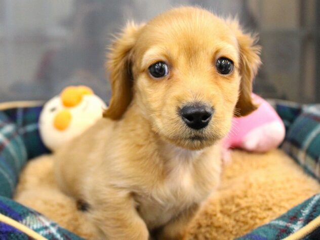 兵庫県のミニチュアダックスフンド(ロング) (ペット・プラザ アミーゴ神戸灘店/2025年10月29日生まれ/男の子/ゴールド)の子犬の2枚目の画像