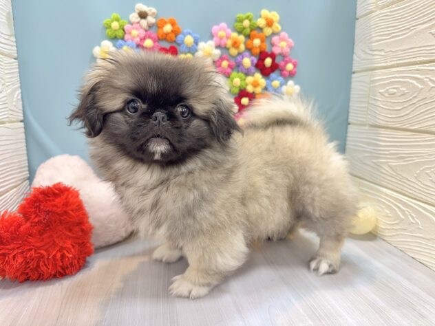 兵庫県のペキニーズ (ワンキャラット アミーゴ姫路飾磨店/2025年10月23日生まれ/女の子/フォーン)の子犬の2枚目の画像