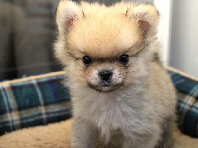 兵庫県のハーフ犬・ミックス犬 (ペット・プラザ アミーゴ神戸灘店/2025年11月7日生まれ/男の子/フォーン)の子犬の4枚目の画像