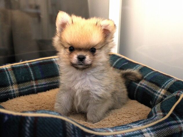 兵庫県のハーフ犬・ミックス犬 (ペット・プラザ アミーゴ神戸灘店/2025年11月7日生まれ/男の子/フォーン)の子犬の3枚目の画像