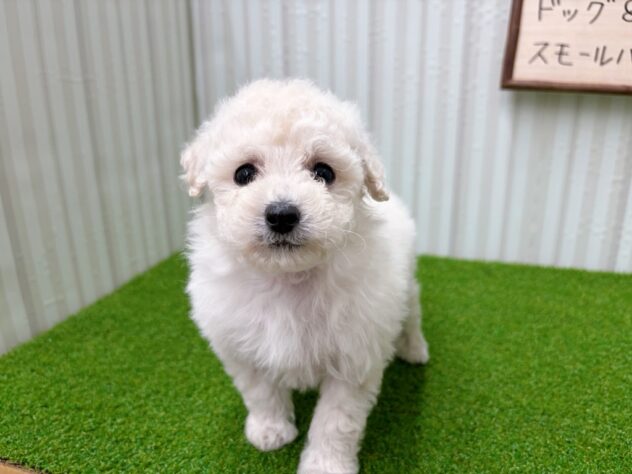 岡山県のトイプードル(トイ) (アミーゴ倉敷店/2025年11月2日生まれ/女の子/ホワイト)の子犬の3枚目の画像