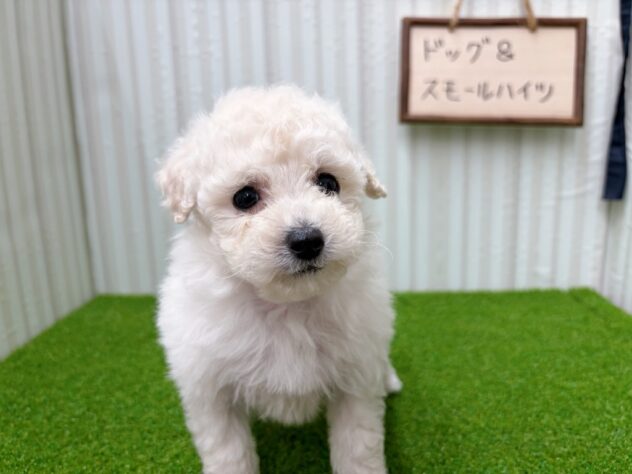 岡山県のトイプードル(トイ) (アミーゴ倉敷店/2025年11月2日生まれ/女の子/ホワイト)の子犬の2枚目の画像