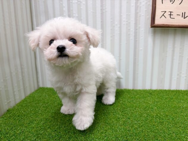 岡山県のビションフリーゼ (アミーゴ倉敷店/2025年10月31日生まれ/男の子/ホワイト)の子犬の3枚目の画像