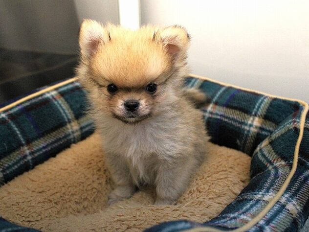 兵庫県のハーフ犬・ミックス犬 (ペット・プラザ アミーゴ神戸灘店/2025年11月7日生まれ/男の子/フォーン)の子犬の2枚目の画像