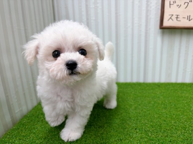 岡山県のビションフリーゼ (アミーゴ倉敷店/2025年10月31日生まれ/男の子/ホワイト)の子犬の2枚目の画像