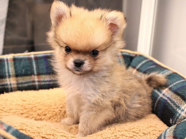 兵庫県のハーフ犬・ミックス犬 (ペット・プラザ アミーゴ神戸灘店/2025年11月7日生まれ/男の子/フォーン)の子犬の1枚目の画像