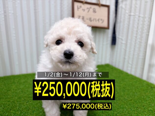 岡山県のトイプードル(トイ) (アミーゴ倉敷店/2025年11月2日生まれ/女の子/ホワイト)の子犬の1枚目の画像