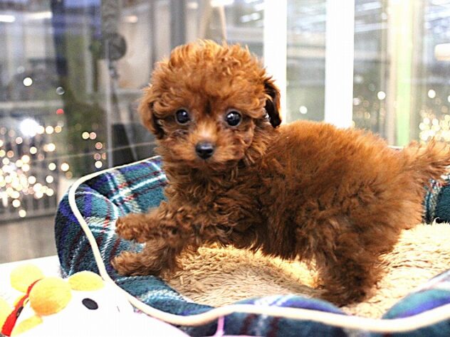 兵庫県のトイプードル(トイ) (ペット・プラザ アミーゴ神戸灘店/2025年11月8日生まれ/女の子/レッドフォーン)の子犬の2枚目の画像