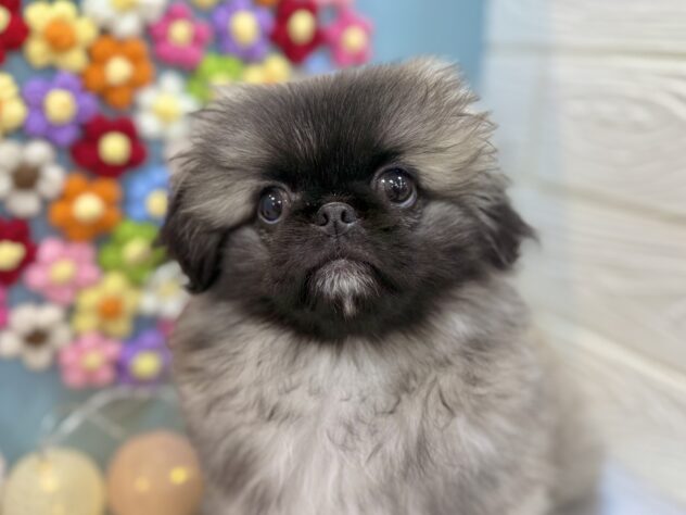 兵庫県のペキニーズ (ワンキャラット アミーゴ姫路飾磨店/2025年10月23日生まれ/女の子/フォーン)の子犬の1枚目の画像