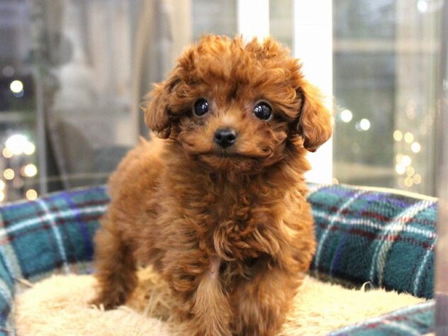 兵庫県のトイプードル(トイ) (ペット・プラザ アミーゴ神戸灘店/2025年11月8日生まれ/女の子/レッドフォーン)の子犬の1枚目の画像