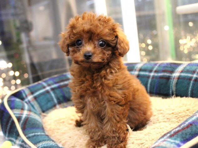 兵庫県のトイプードル(トイ) (ペット・プラザ アミーゴ神戸灘店/2025年11月8日生まれ/女の子/レッドフォーン)の子犬の3枚目の画像