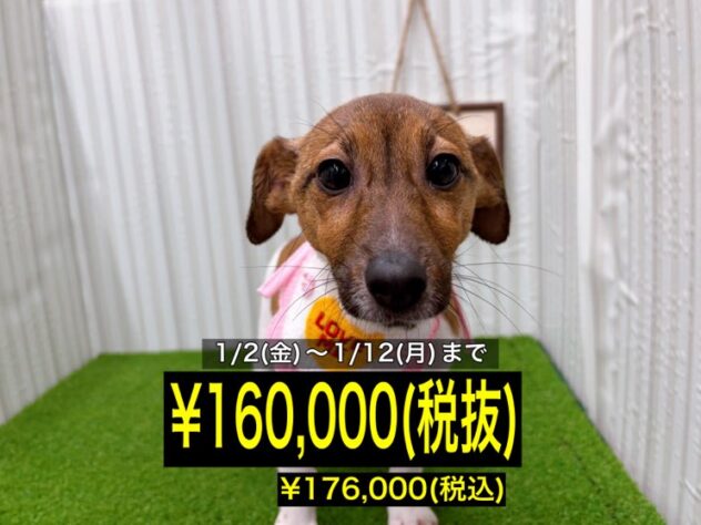 岡山県のジャックラッセルテリア (アミーゴ倉敷店/2025年7月29日生まれ/女の子/タンホワイト)の子犬の1枚目の画像