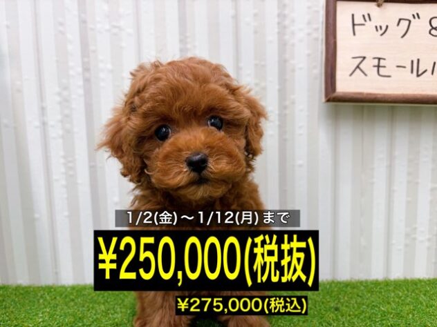 岡山県のトイプードル(トイ) (アミーゴ倉敷店/2025年10月18日生まれ/女の子/レッド)の子犬