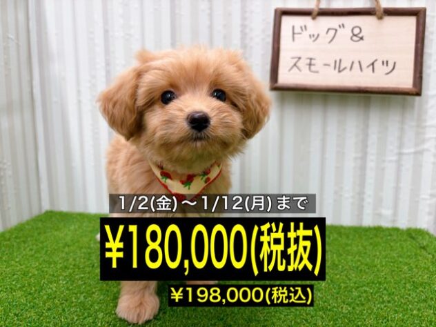 岡山県のハーフ犬・ミックス犬 (アミーゴ倉敷店/2025年10月18日生まれ/女の子/アプリコット)の子犬の1枚目の画像