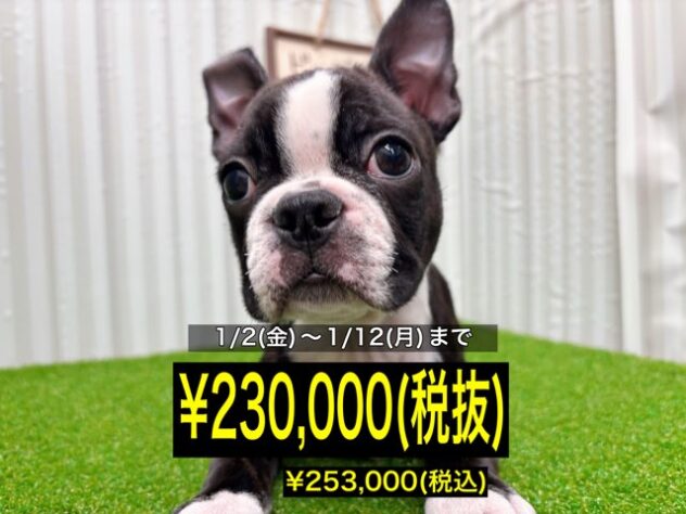 岡山県のボストンテリア (アミーゴ倉敷店/2025年9月23日生まれ/男の子/ボストンカラー)の子犬