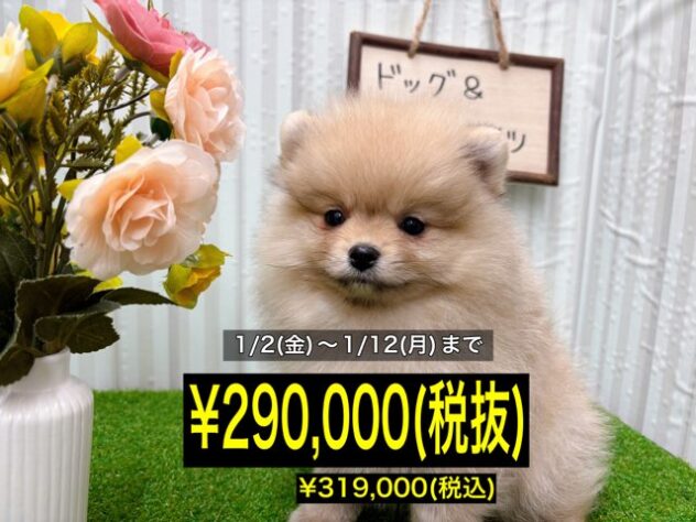 岡山県のポメラニアン (アミーゴ倉敷店/2025年9月23日生まれ/女の子/クリームセーブル)の子犬の1枚目の画像