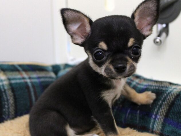 兵庫県のチワワ(スムース) (ペット・プラザ アミーゴ神戸灘店/2025年11月7日生まれ/男の子/ブラックタン)の子犬の2枚目の画像