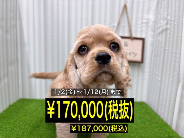 岡山県のアメリカンコッカースパニエル (アミーゴ倉敷店/2025年9月23日生まれ/男の子/バフ)の子犬