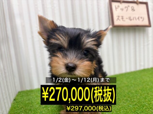 岡山県のヨークシャーテリア (アミーゴ倉敷店/2025年9月13日生まれ/女の子/スチールブルータン)の子犬の1枚目の画像