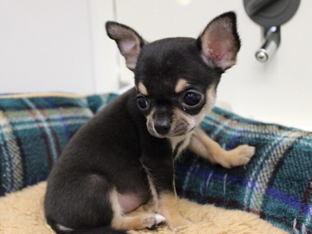 兵庫県のチワワ(スムース) (ペット・プラザ アミーゴ神戸灘店/2025年11月7日生まれ/男の子/ブラックタン)の子犬の3枚目の画像