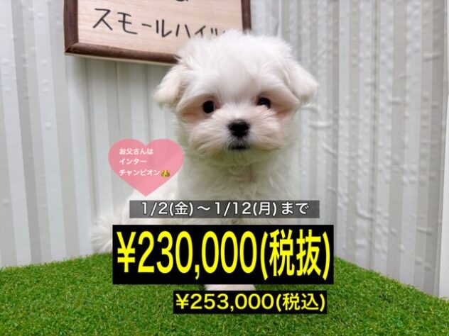 岡山県のマルチーズ (アミーゴ倉敷店/2025年9月27日生まれ/女の子/ホワイト)の子犬