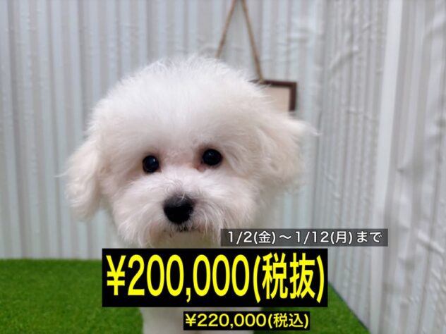 岡山県のビションフリーゼ (アミーゴ倉敷店/2025年8月27日生まれ/男の子/ホワイト)の子犬の1枚目の画像