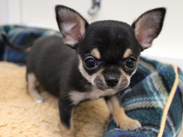 兵庫県のチワワ(スムース) (ペット・プラザ アミーゴ神戸灘店/2025年11月7日生まれ/男の子/ブラックタン)の子犬の1枚目の画像