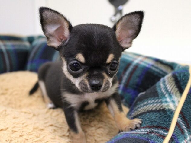 兵庫県のチワワ(スムース) (ペット・プラザ アミーゴ神戸灘店/2025年11月7日生まれ/男の子/ブラックタン)の子犬の4枚目の画像