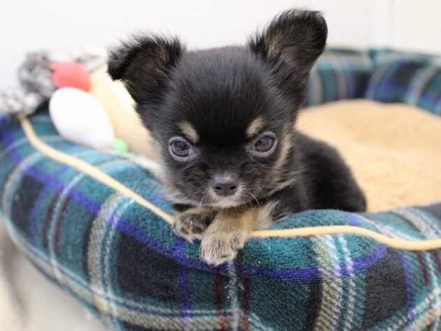 兵庫県のチワワ(ロング) (ペット・プラザ アミーゴ神戸灘店/2025年11月7日生まれ/男の子/ブラックタン)の子犬の3枚目の画像