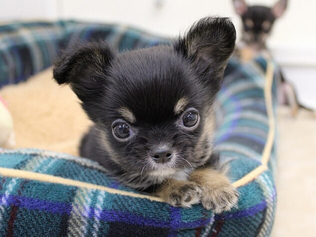 兵庫県のチワワ(ロング) (ペット・プラザ アミーゴ神戸灘店/2025年11月7日生まれ/男の子/ブラックタン)の子犬の1枚目の画像