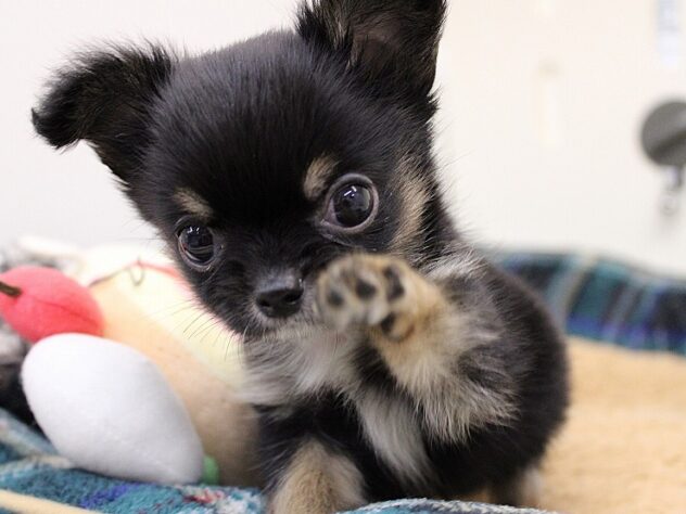兵庫県のチワワ(ロング) (ペット・プラザ アミーゴ神戸灘店/2025年11月7日生まれ/男の子/ブラックタン)の子犬の4枚目の画像