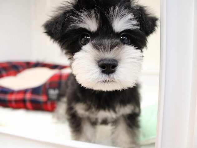 兵庫県のハーフ犬・ミックス犬 (ペット・プラザ アミーゴ神戸灘店/2025年11月9日生まれ/女の子/ブラックシルバー)の子犬の1枚目の画像