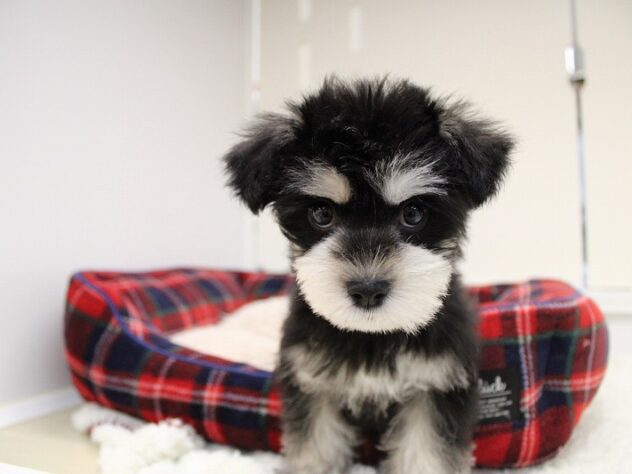 兵庫県のハーフ犬・ミックス犬 (ペット・プラザ アミーゴ神戸灘店/2025年11月9日生まれ/女の子/ブラックシルバー)の子犬の2枚目の画像