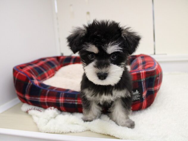 兵庫県のハーフ犬・ミックス犬 (ペット・プラザ アミーゴ神戸灘店/2025年11月9日生まれ/女の子/ブラックシルバー)の子犬の3枚目の画像