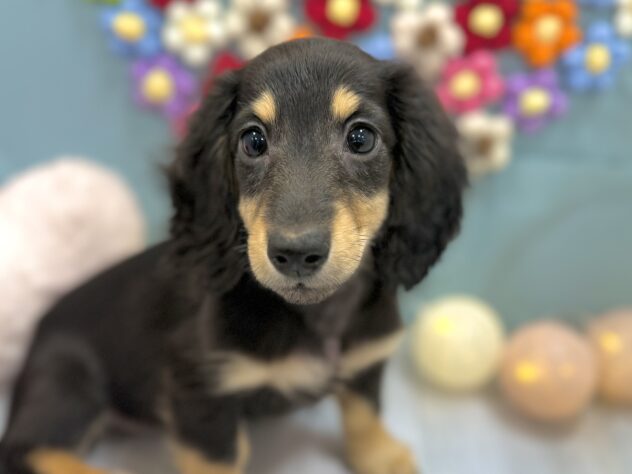 兵庫県のミニチュアダックスフンド(ロング) (ワンキャラット アミーゴ姫路飾磨店/2025年11月10日生まれ/女の子/ブラックタン)の子犬の1枚目の画像