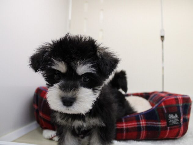 兵庫県のハーフ犬・ミックス犬 (ペット・プラザ アミーゴ神戸灘店/2025年11月9日生まれ/女の子/ブラックシルバー)の子犬の4枚目の画像